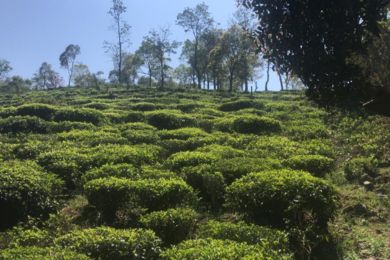 https://avantrealty.in/wp-content/uploads/2024/09/Avant-Mobile-banner_390X260-11.jpg